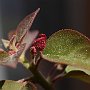 Bougainvillea-13.jpg