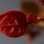 Bougainvillea-34.jpg