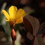 FiorellinoGiallo-01.jpg