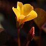 FiorellinoGiallo-02.jpg