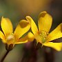FiorellinoGiallo-04.jpg