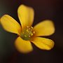 FiorellinoGiallo-05.jpg