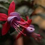 Fucsia-05.jpg