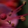 Fucsia-12.jpg