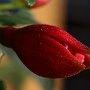 Fucsia-16.jpg