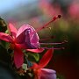 Fucsia-24.jpg