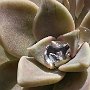 Graptopetalum-01.jpg