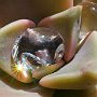 Graptopetalum-02.jpg