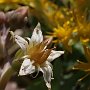 Graptopetalum-11.jpg