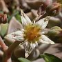 Graptopetalum-12.jpg