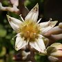 Graptopetalum-13.jpg