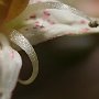 Graptopetalum-24.jpg