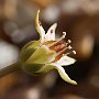 Graptopetalum-25.jpg