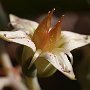 Graptopetalum-28.jpg