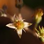 Graptopetalum-33.jpg