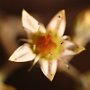 Graptopetalum-35.jpg
