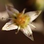 Graptopetalum-41.jpg