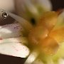 Graptopetalum-42.jpg