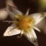 Graptopetalum-44.jpg
