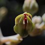 Graptopetalum-47.jpg