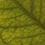 Limoni-08.jpg