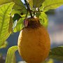 Limoni-19.jpg