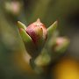 MesemBryanthemum-01.jpg