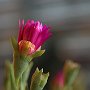 MesemBryanthemum-04.jpg