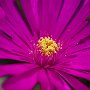 MesemBryanthemum-08.jpg