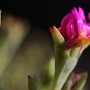 MesemBryanthemum-14.jpg