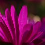 MesemBryanthemum-19.jpg