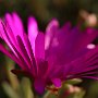 MesemBryanthemum-21.jpg