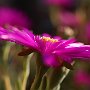 MesemBryanthemum-25.jpg