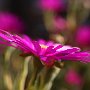MesemBryanthemum-27.jpg
