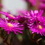 MesemBryanthemum-31.jpg