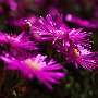 MesemBryanthemum-34.jpg