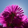 MesemBryanthemum-35.jpg