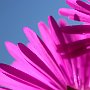 MesemBryanthemum-36.jpg