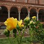 RoseAllaStatale-02.jpg