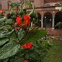 RoseAllaStatale-03.jpg