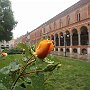RoseAllaStatale-04.jpg