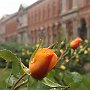 RoseAllaStatale-05.jpg