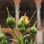 RoseAllaStatale-06.jpg