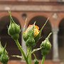 RoseAllaStatale-07.jpg