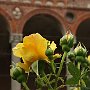 RoseAllaStatale-08.jpg