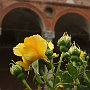 RoseAllaStatale-09.jpg