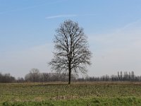 RisveglioNeiCampi-03  Nido di Cicogne sull'albero spoglio