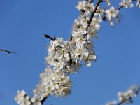 ticino-25 Prunus Spinosa