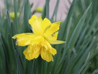 Primavera-16 Narciso