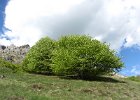 VersoCaminettoPagani-020